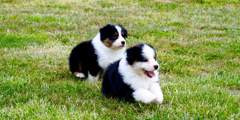 serendipity mini aussies