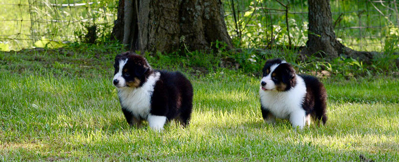 serendipity mini aussies